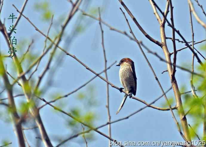只见一面的鸟儿