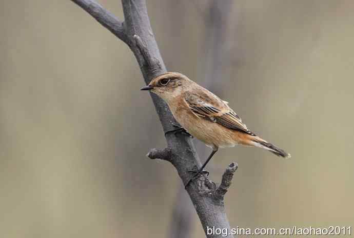 黑喉石鵖 黑喉石鵖