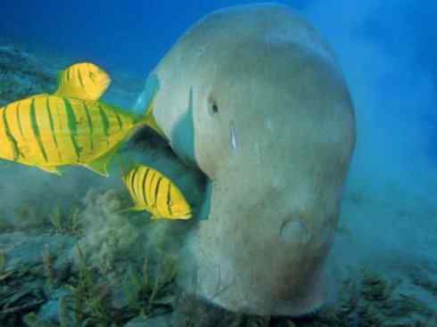 美人鱼：传说的兽原型探秘（儒艮）