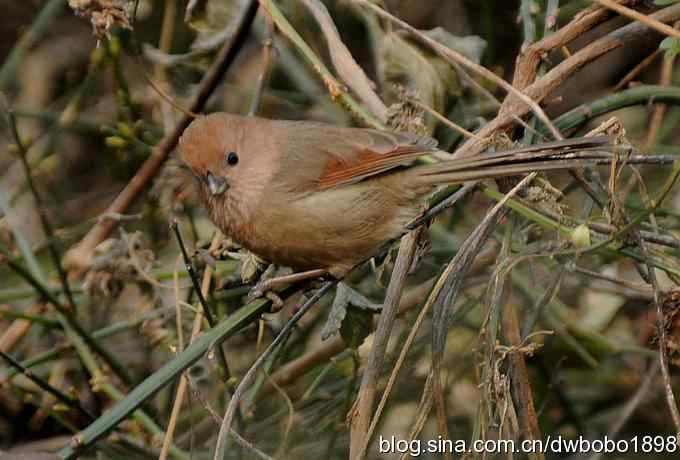 黄雀和植物园众小鸟 黄雀和植物园众小鸟