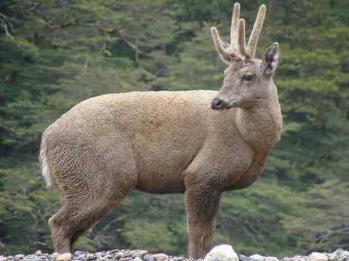 麒麟：传说的兽原型探秘（驼鹿）