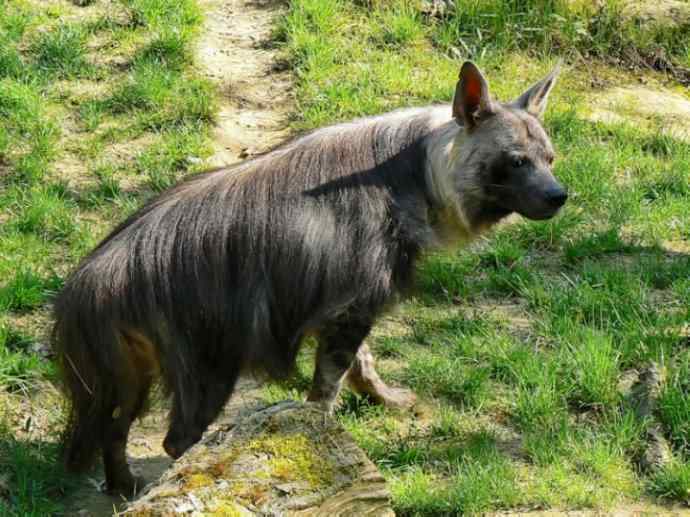 盘点十二大著名食蚁动物：土狼