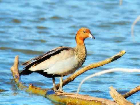 家禽驯化之源之十一