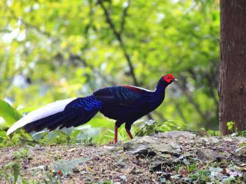 凤凰：传说中的鸟原型探秘（鹇）