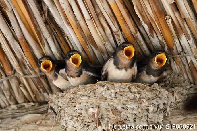 内蒙古鸟类摄影——家燕育雏