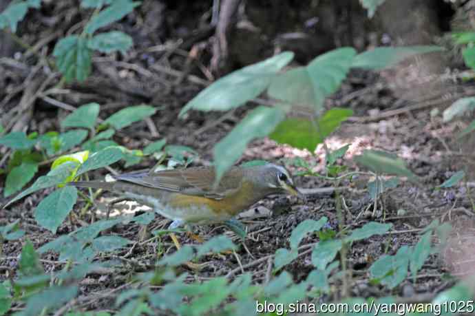 白眉鸫（记录版）