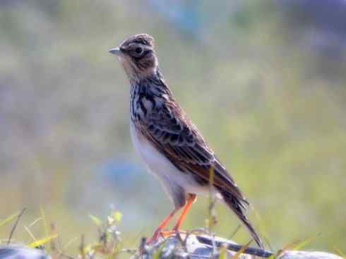 家禽驯化之源之二十八