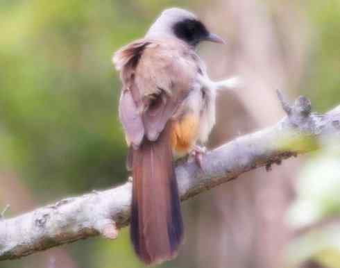 家禽驯化之源之十六