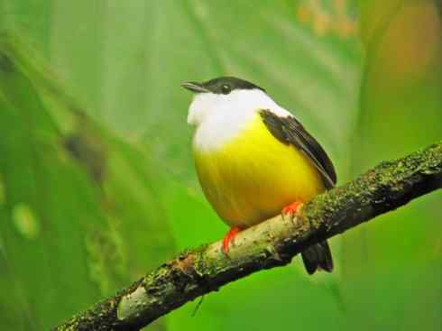 白头鸟系列：另类的美丽3