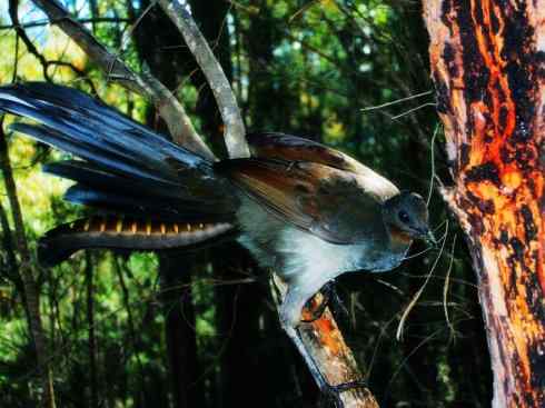 猎奇：长尾鸟雀之五