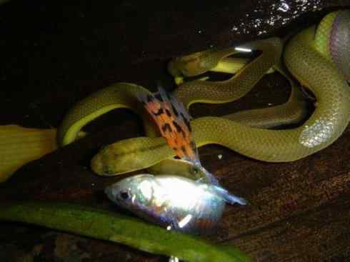 龙：传说的兽原型探秘（水蛇类）