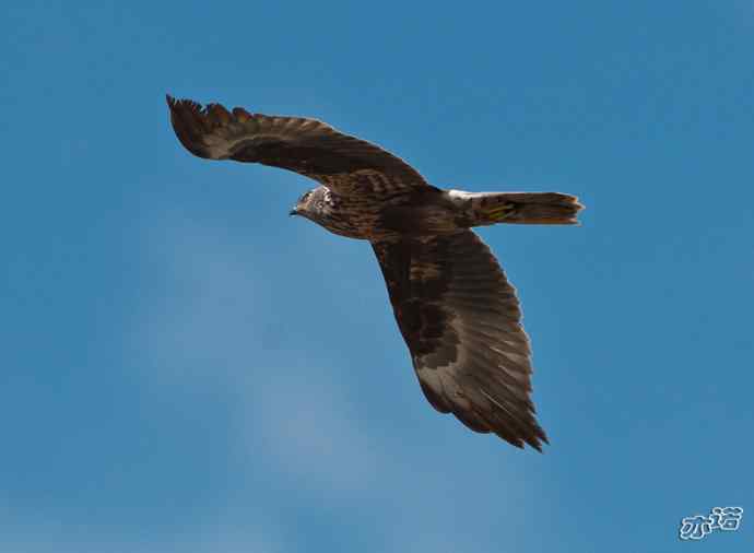 官厅水库 wbr路 wbr白腹鹞 官厅水库 wbr路 wbr白腹鹞