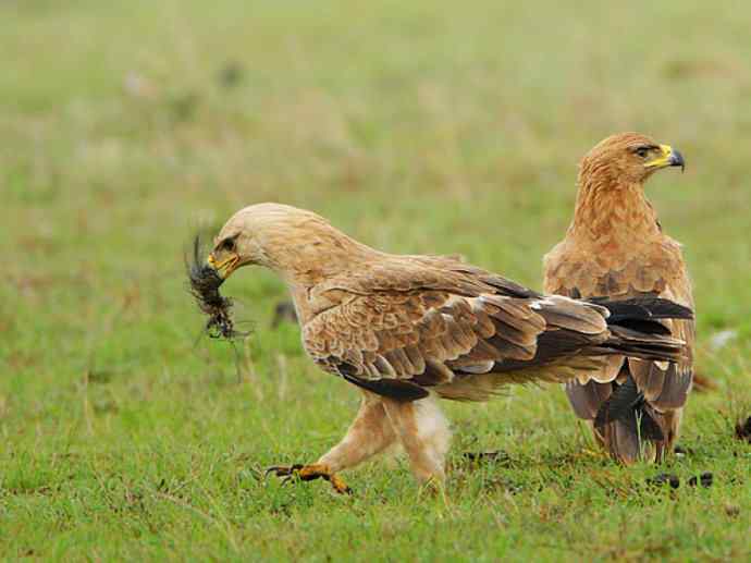 犬科：狐亚科灰狐属之灰狐、岛屿灰狐