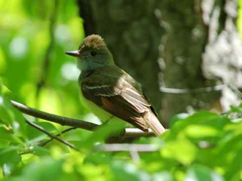 雀鸟也彪悍：四两拨千斤（王霸鹟）