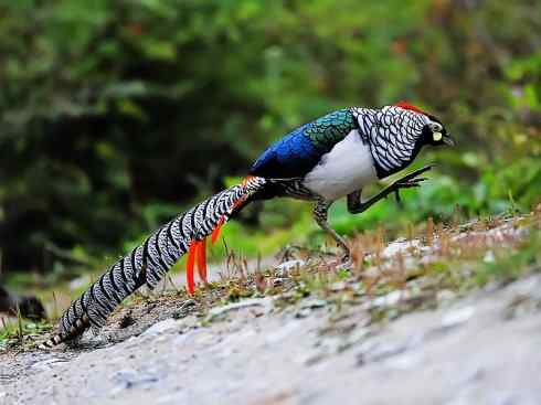 凤凰：传说中的鸟原型探秘（锦鸡）