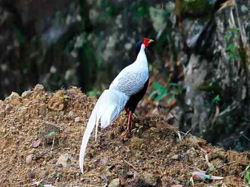 家禽驯化之源之八