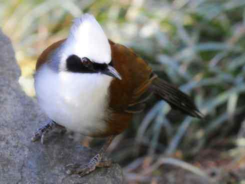 家禽驯化之源之十六