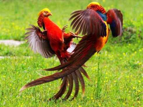 凤凰：传说中的鸟原型探秘（锦鸡）