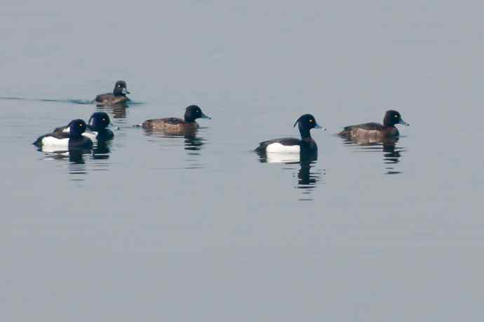 【新鸟】记录凤头潜鸭