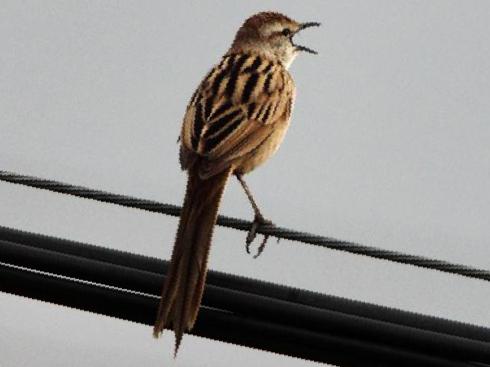 沼泽大尾莺图片