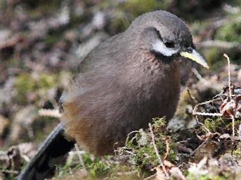 黑额山噪鹛图片