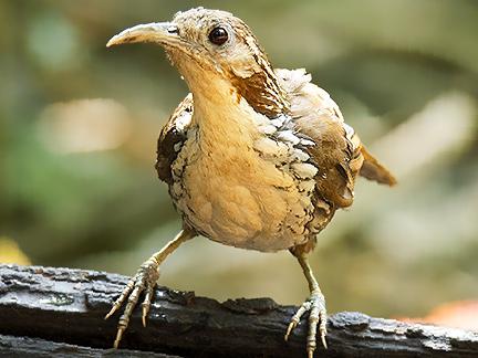 长嘴钩嘴鹛图片