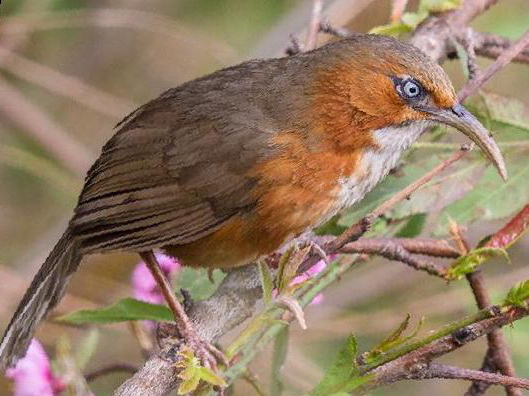 锈脸钩嘴鹛图片