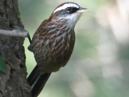 棕颈钩嘴鹛图片