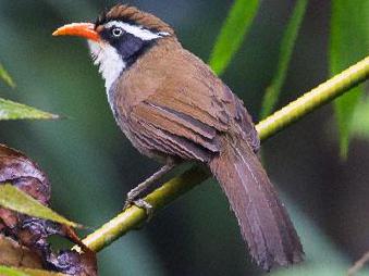 红嘴钩嘴鹛图片