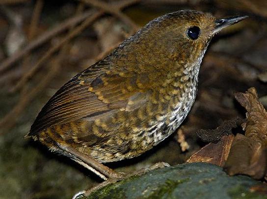 小鳞[胸]鹪鹛图片