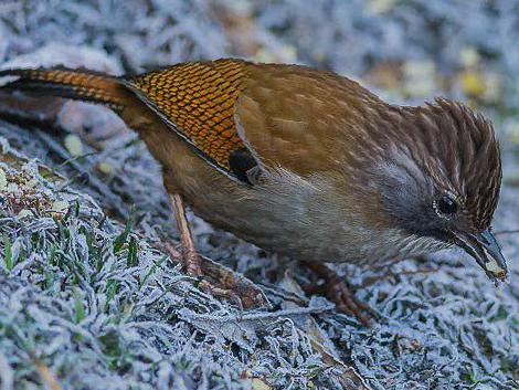 纹头斑翅鹛图片