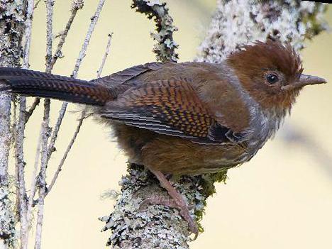 台湾斑翅鹛图片