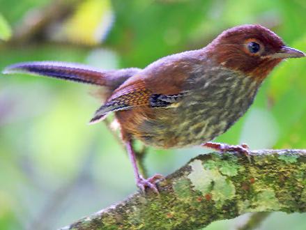 台湾斑翅鹛图片