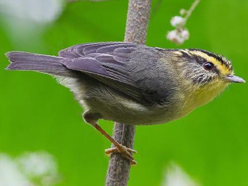 黄喉雀鹛图片