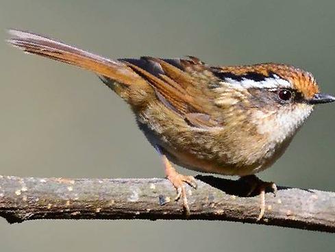 褐胁雀鹛图片