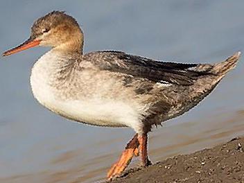 红胸秋沙鸭图片