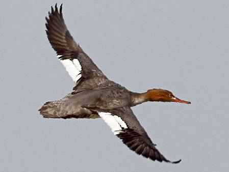 红胸秋沙鸭图片
