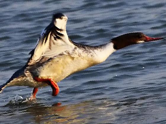 普通秋沙鸭图片