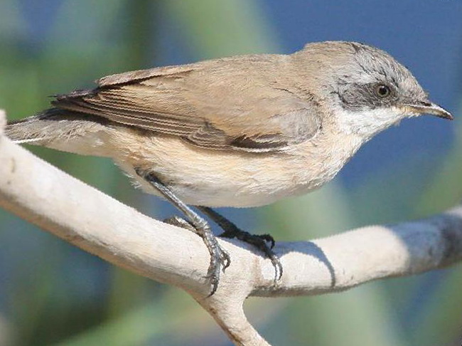 沙白喉林莺图片