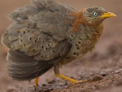 黄脚三趾鹑图片