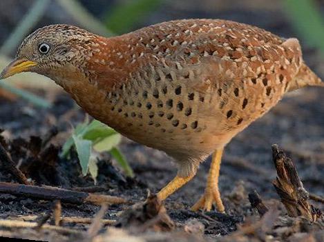 黄脚三趾鹑图片