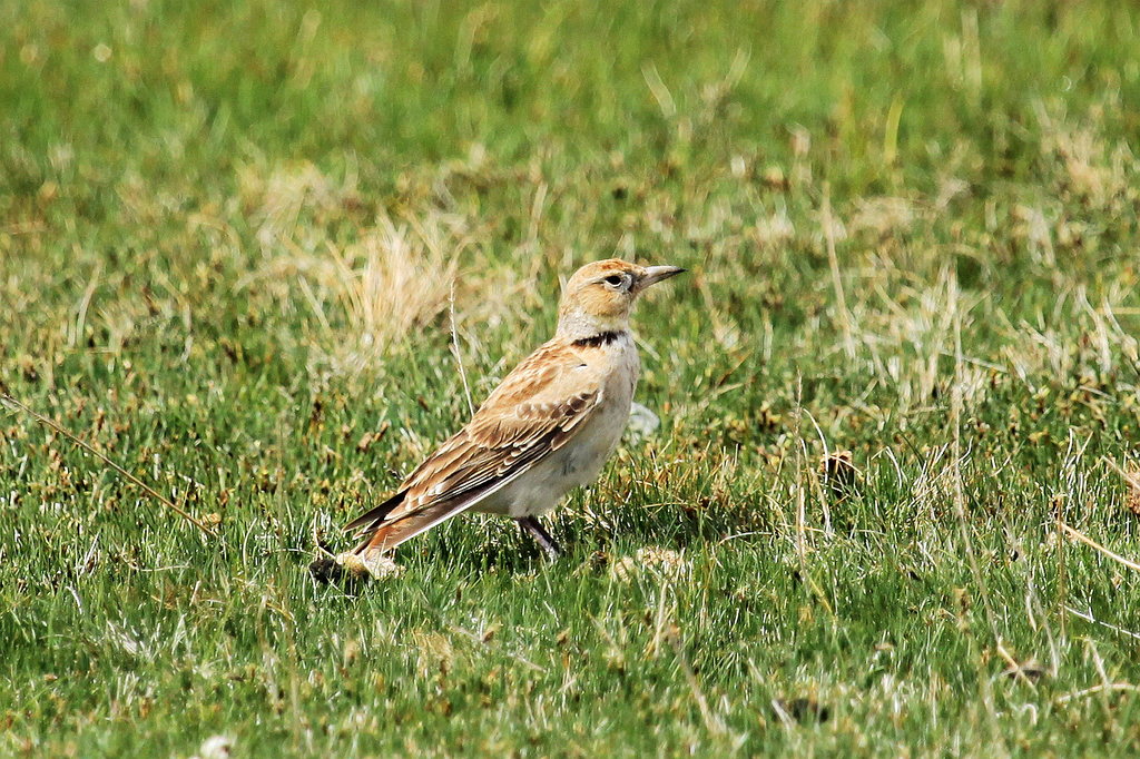 [蒙古]百灵图片