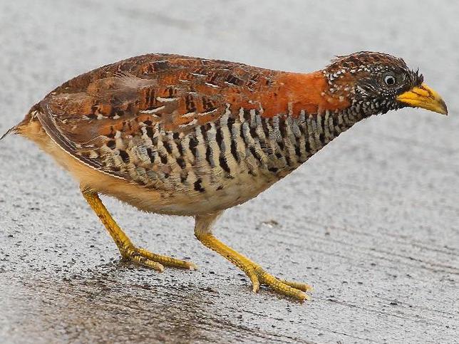 棕三趾鹑图片