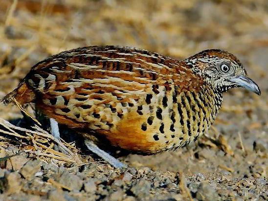 棕三趾鹑图片