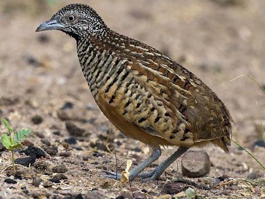 棕三趾鹑图片