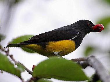 黄腹啄花鸟图片