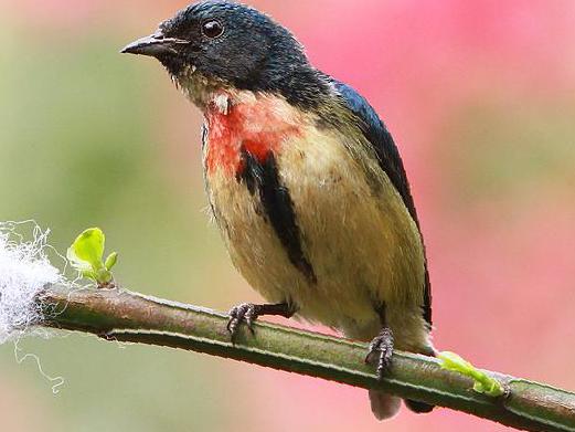 红胸啄花鸟图片