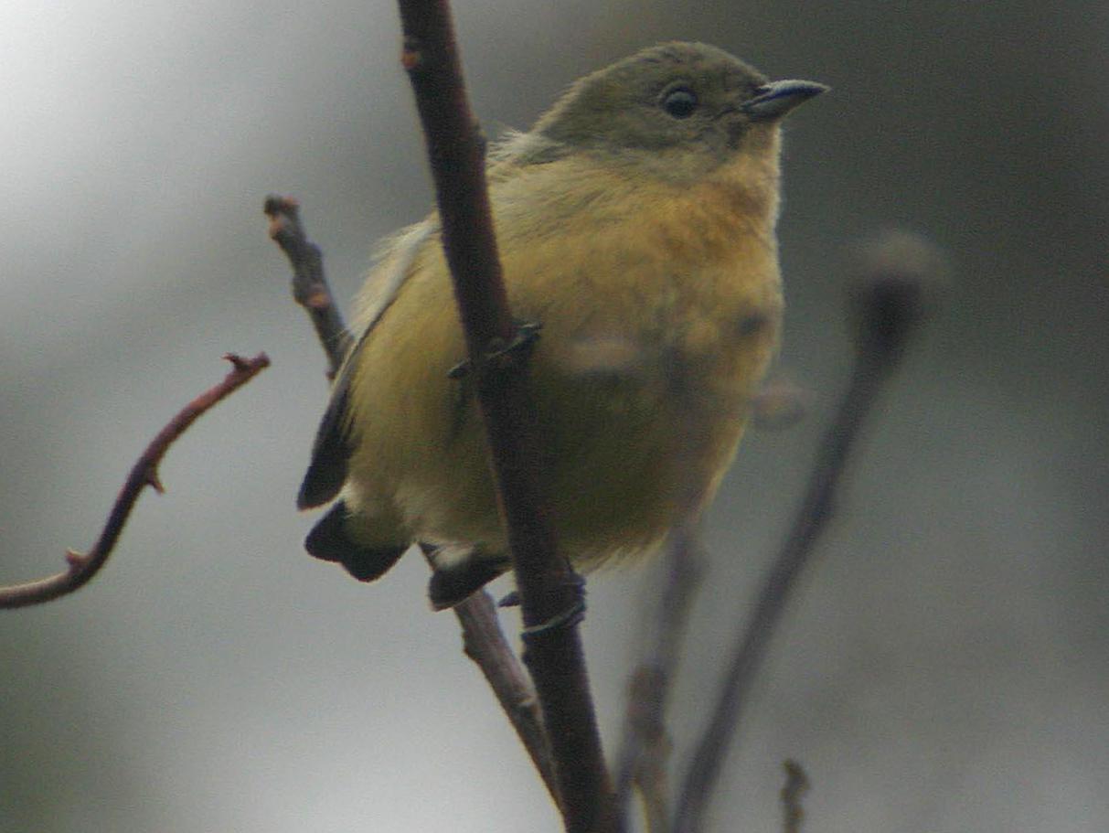 红胸啄花鸟图片