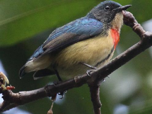 红胸啄花鸟图片