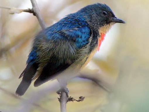 红胸啄花鸟图片
